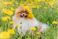 A beautiful fluffy dog Ã¢â¬â¹Ã¢â¬â¹sits among flowers with a wreath on his head and smiles. Royalty Free Stock Photo